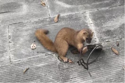 悄悄到访3年，黄鼠狼与我的零食秘密