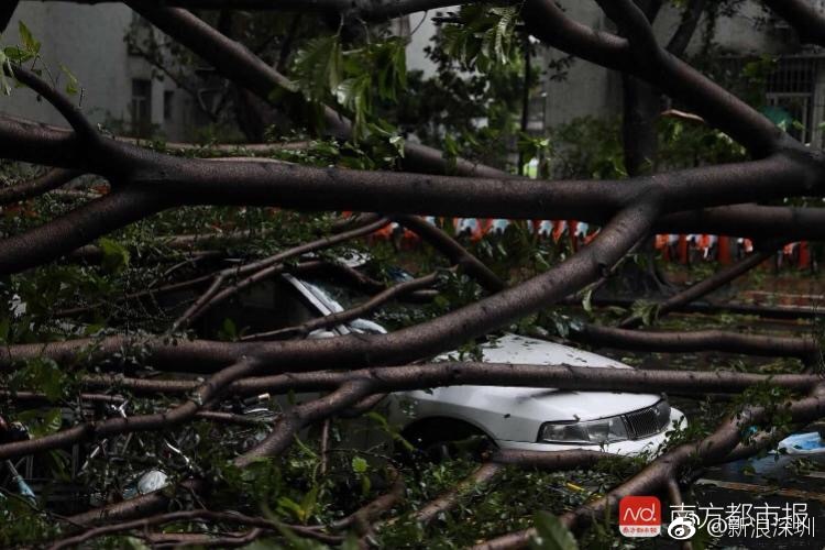 台风无情下的城市警钟，树木倒伏贯穿行驶车辆事件解析