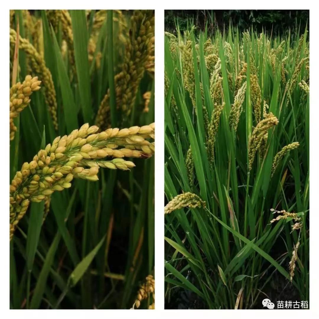 问一问，这个是大麻吗？