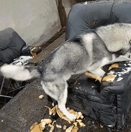 大爷爱犬去世后为陌生女子遛狗12年,一段不平凡的邻里情 大爷爱犬去世后为陌生女子遛狗12年,一段不平凡的邻里情